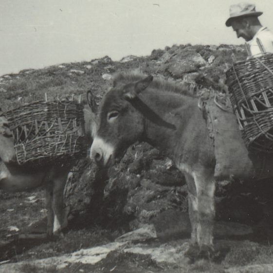 Frank Holland bringing home the turf with his donkeys Bess and Elastic. | BIPG Archives